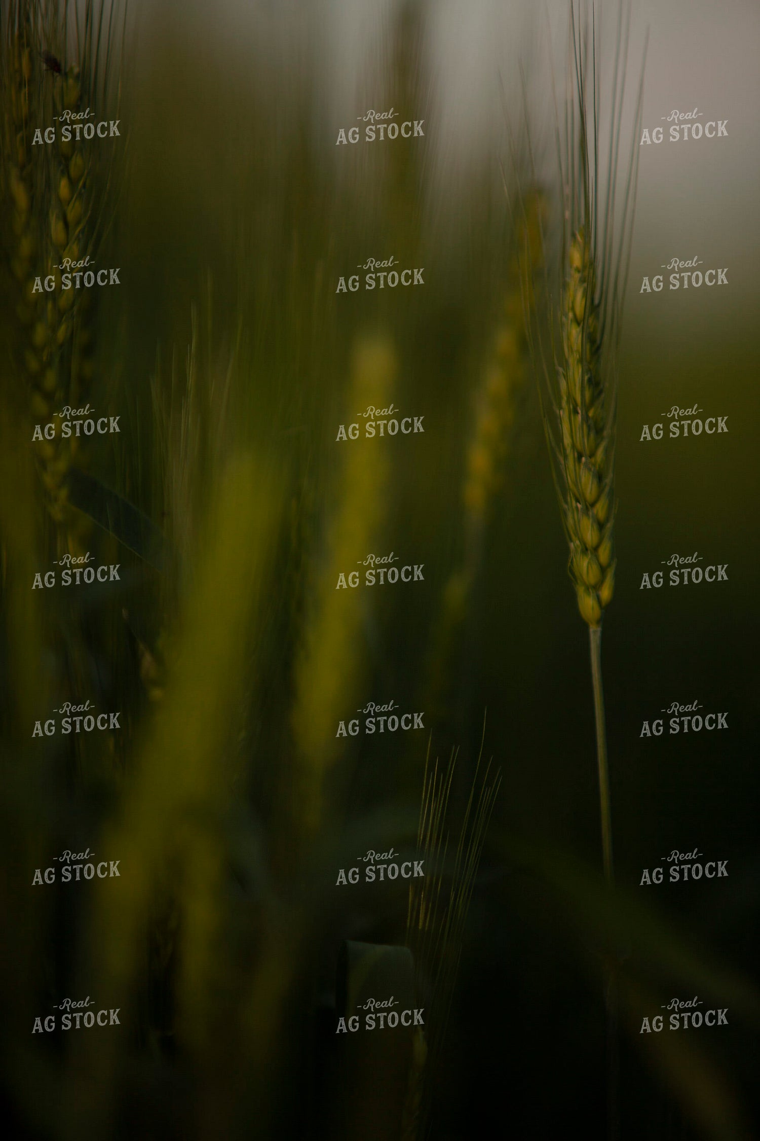 Wheat 2206