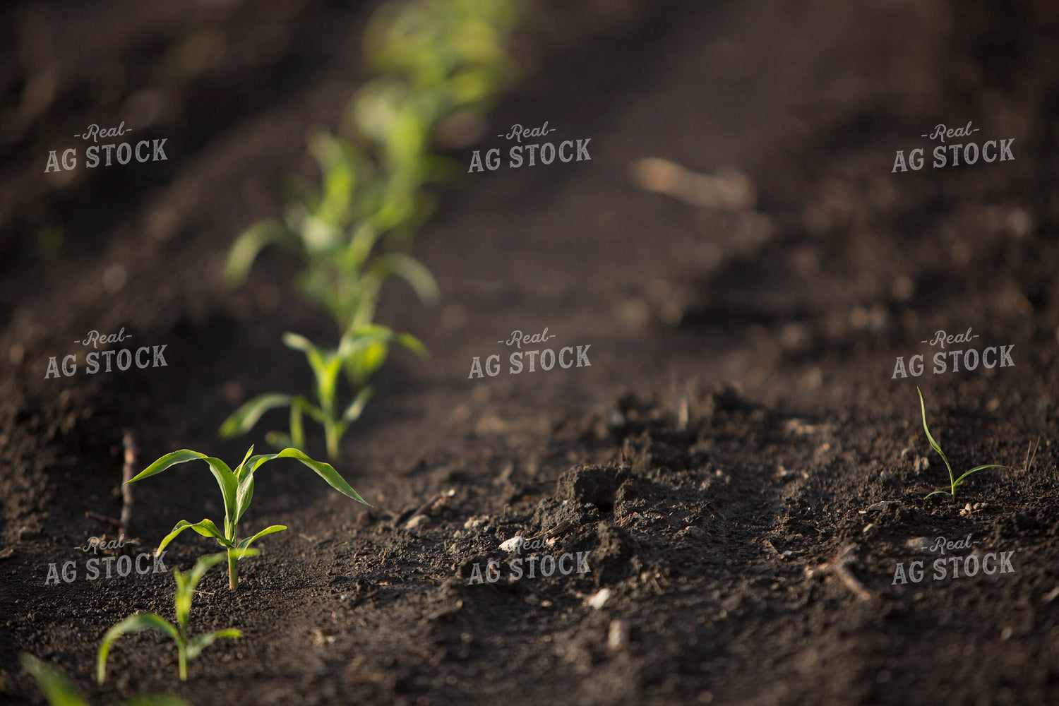 Corn - Early Growth 1048