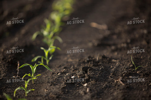 Corn - Early Growth 1048