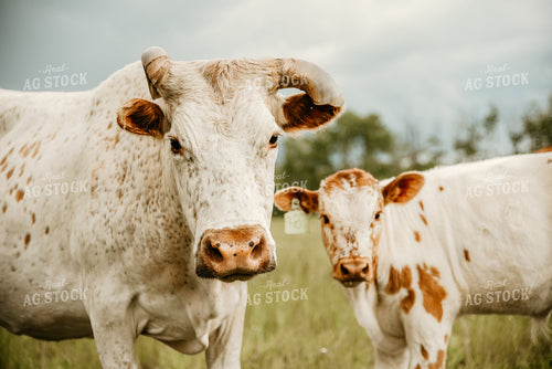 Cattle in Pasture 64134