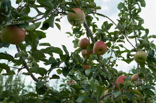 Apples 60076