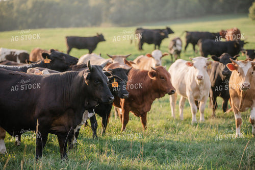 Cattle on Pasture 278008