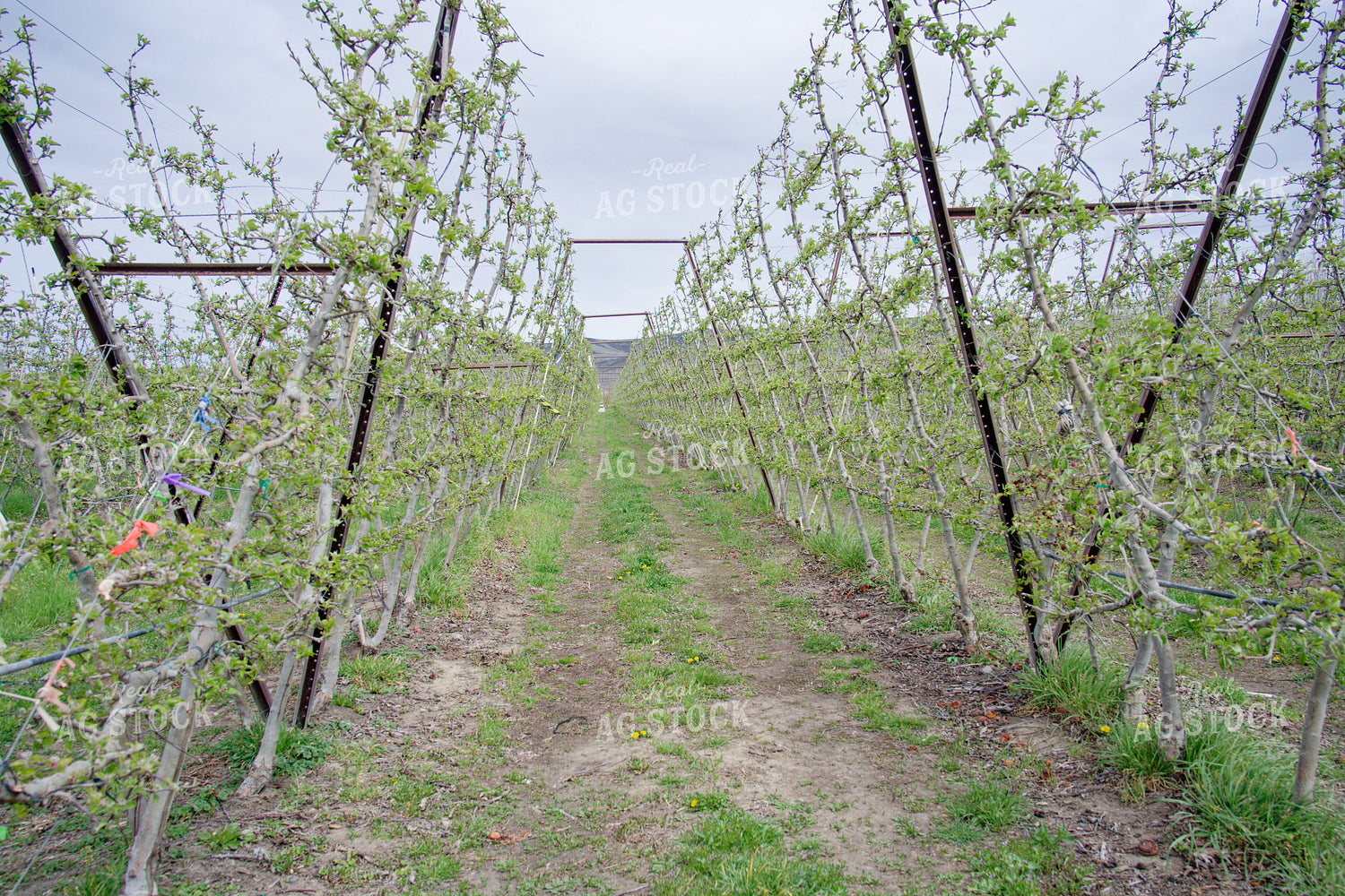 V-trellis in Apple Orchard 146090