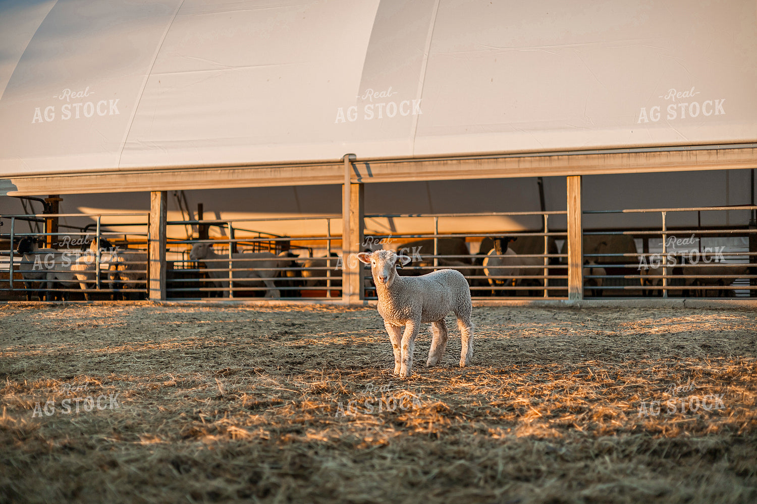 Sheep 93362