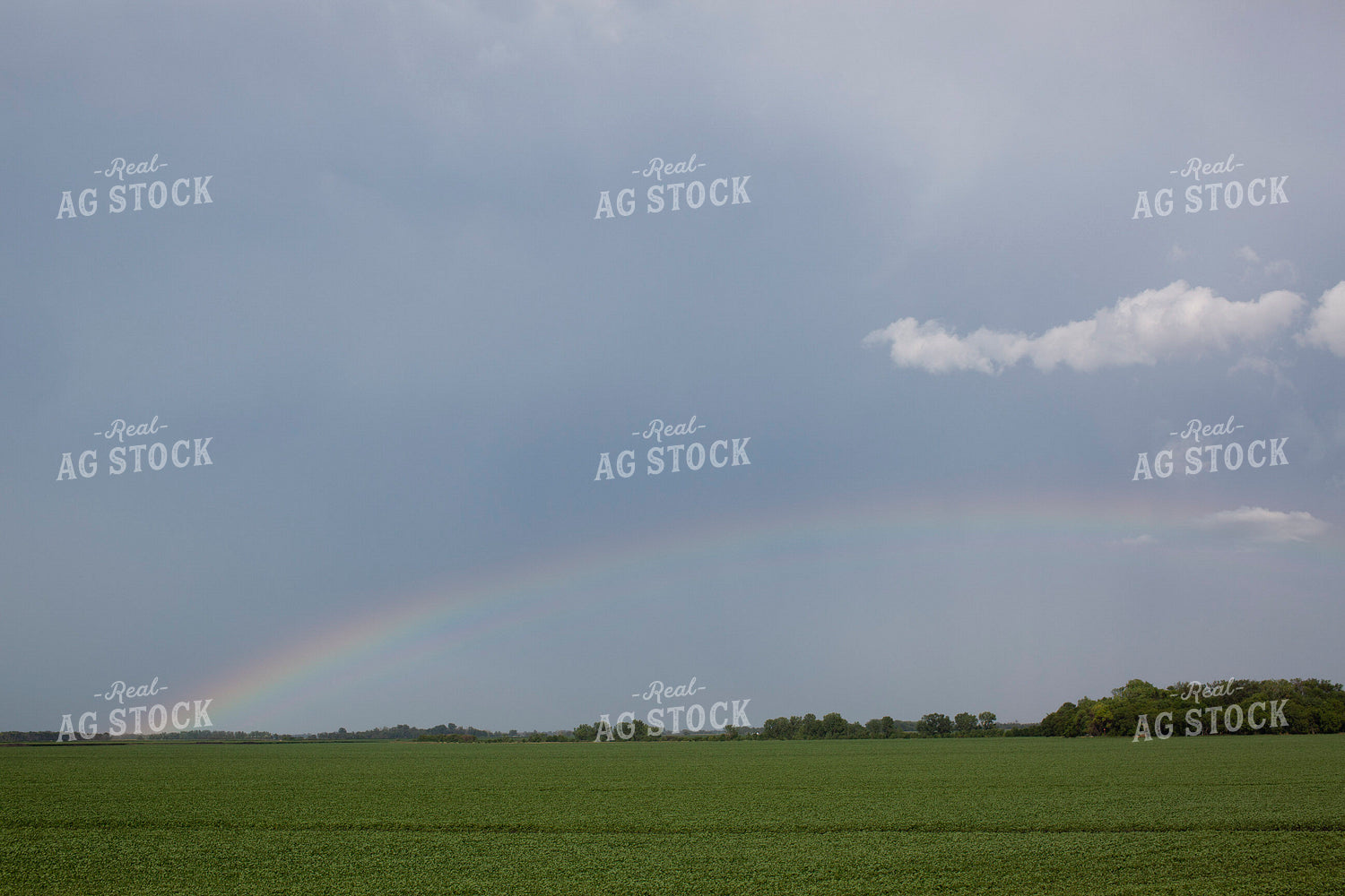 Soybeans - Mid-Season 1486
