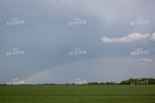 Soybeans - Mid-Season 1486