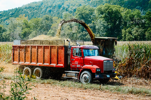 Silage Harvest 125069
