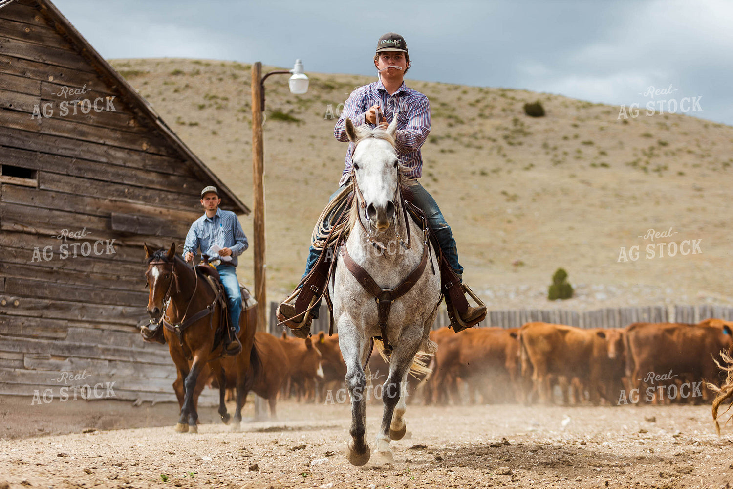 Ranchers Sorting Cattle 97232