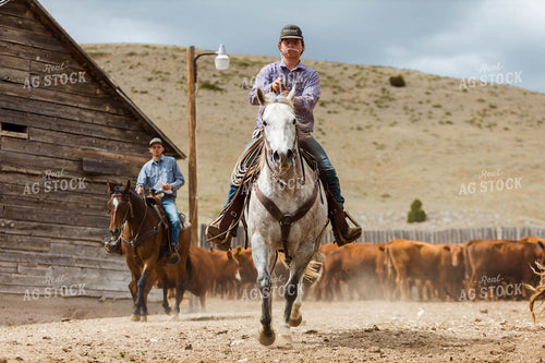 Ranchers Sorting Cattle 97232