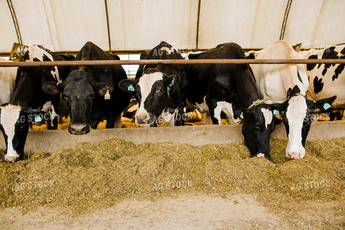 Dairy 2682