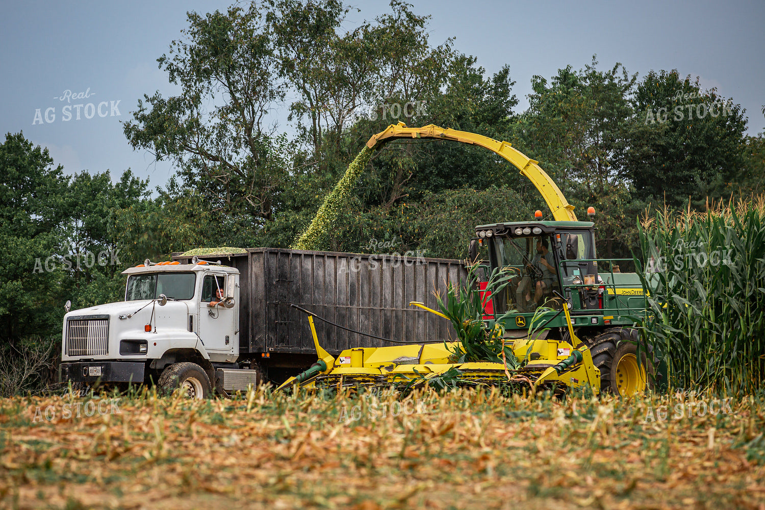 Cutting Corn Silage 270611