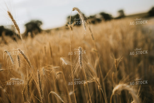 Field of Rye 5959