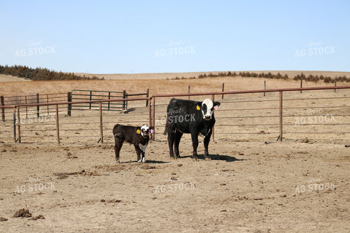 Black Baldy Cow and Calf 82056