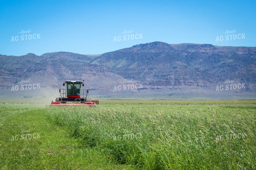 Cutting Summer Hay Alfalfa and Mixed Grass 78129