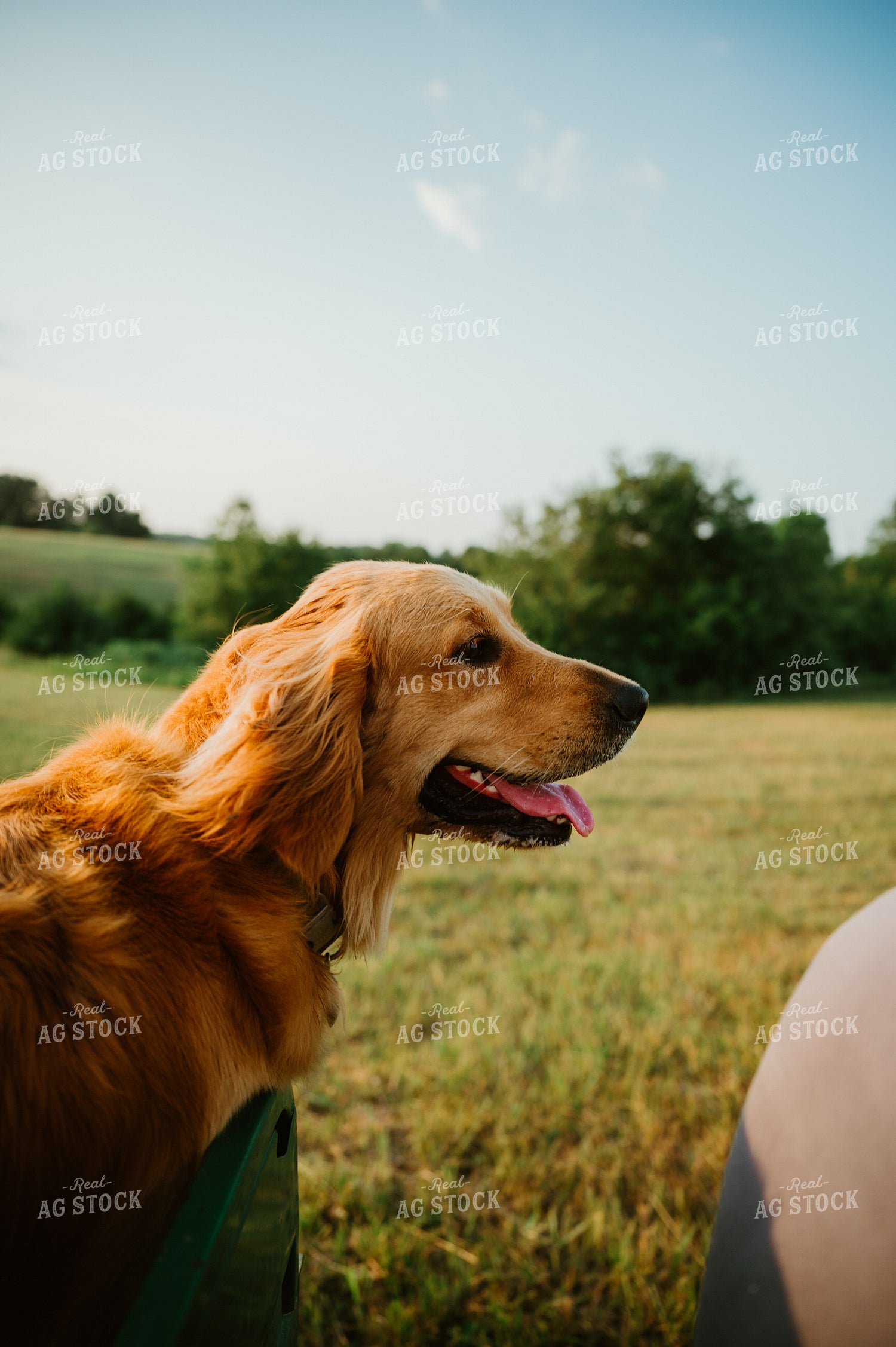 Farm Dog 125151