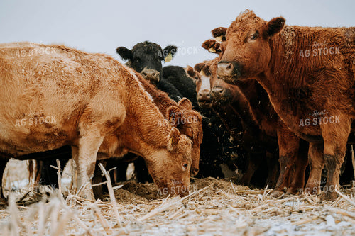 Cattle in Pasture 77183