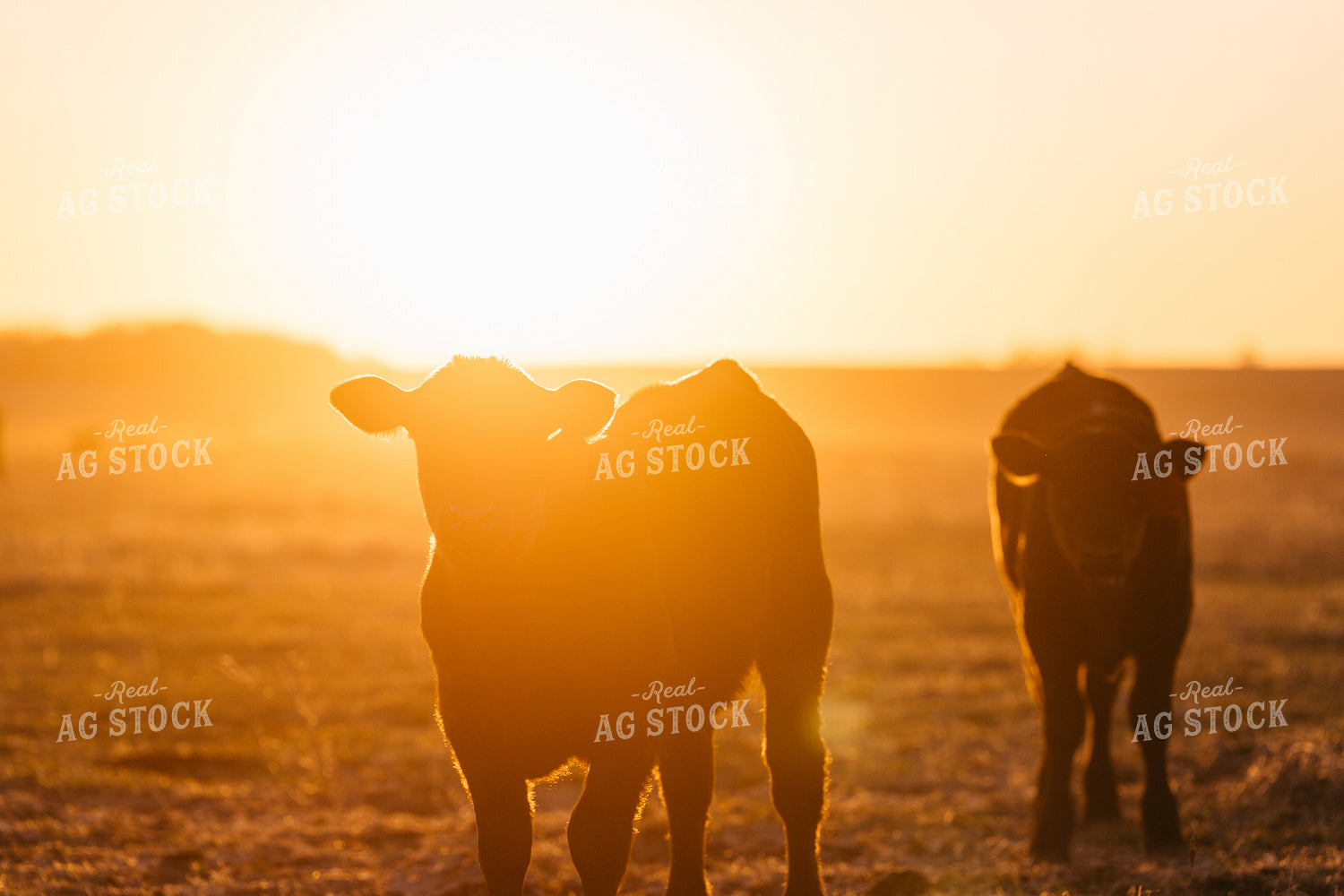 Calves at Sunset 68324