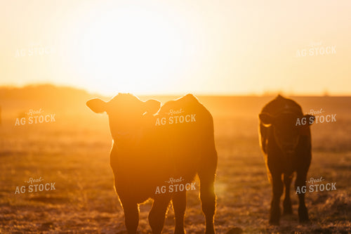 Calves at Sunset 68324
