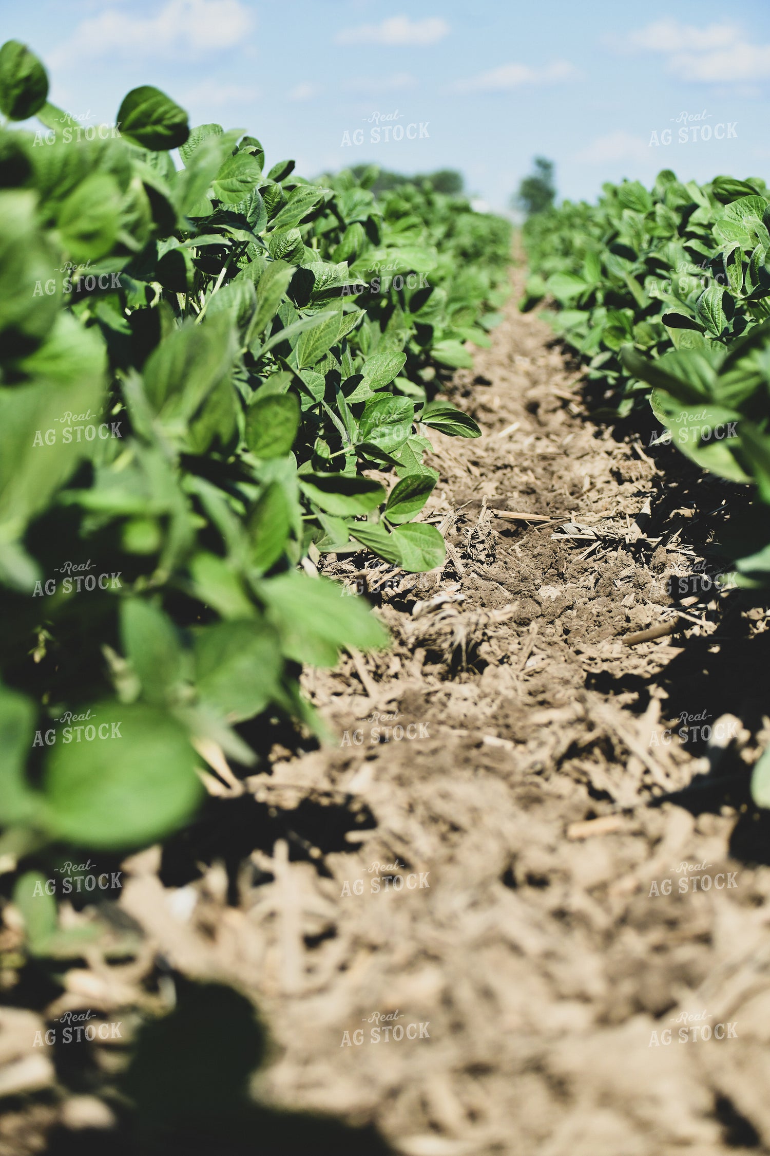 Ridge Tilling Between Rows of Soybeans 86011