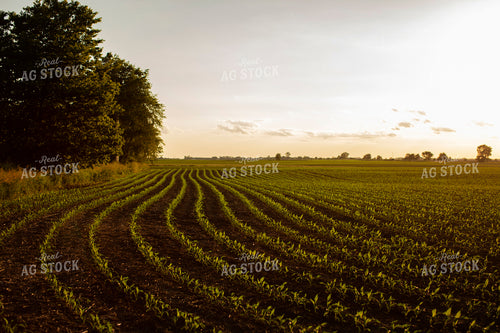 Early Growth Corn 6317