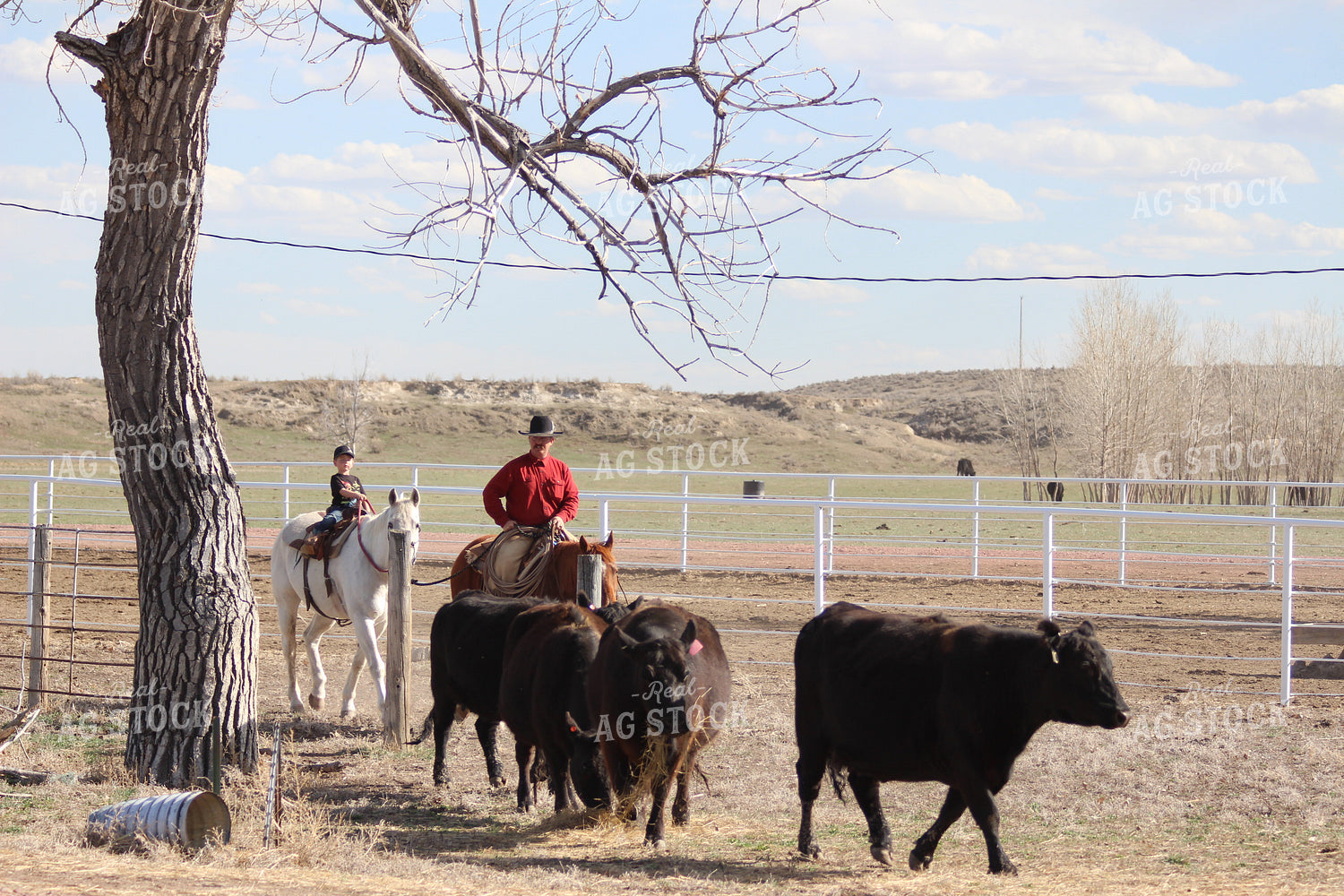 Cattle and Horses in a Line 63034