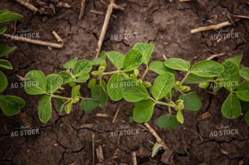 Early Growth Soybeans 67796