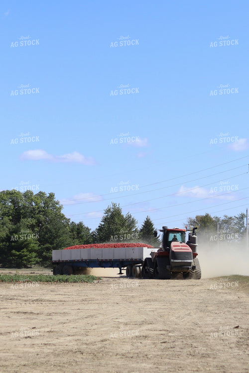 Tomato Harvest 109038