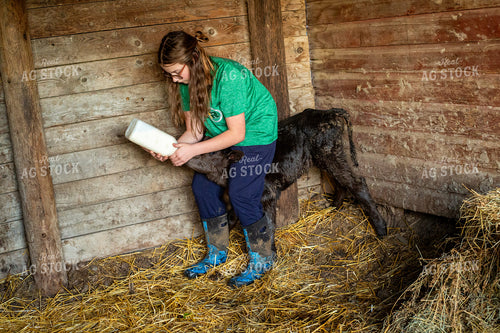 Calving Season 155559