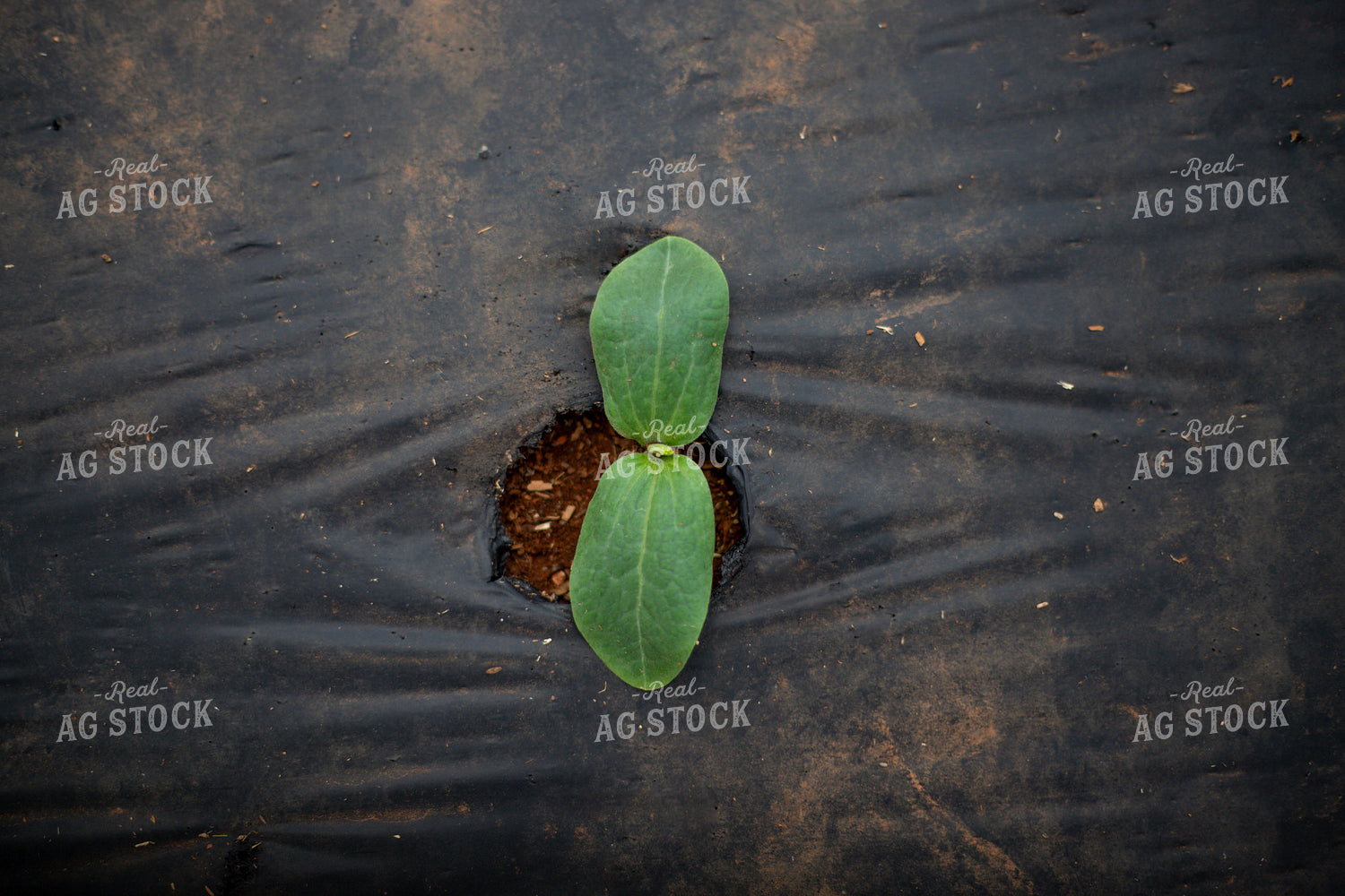Early Growth Cucumbers 208025
