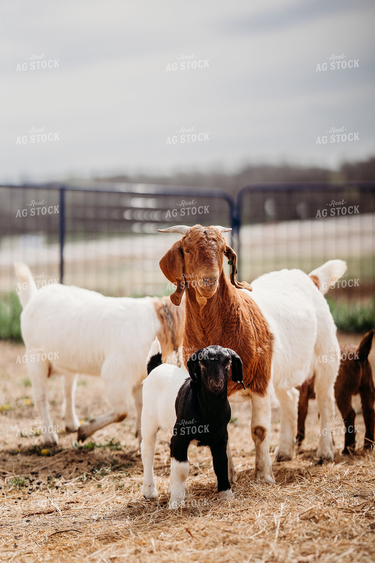 Goats 196263