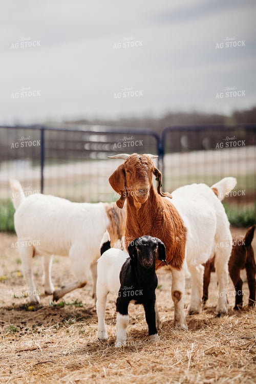 Goats 196263