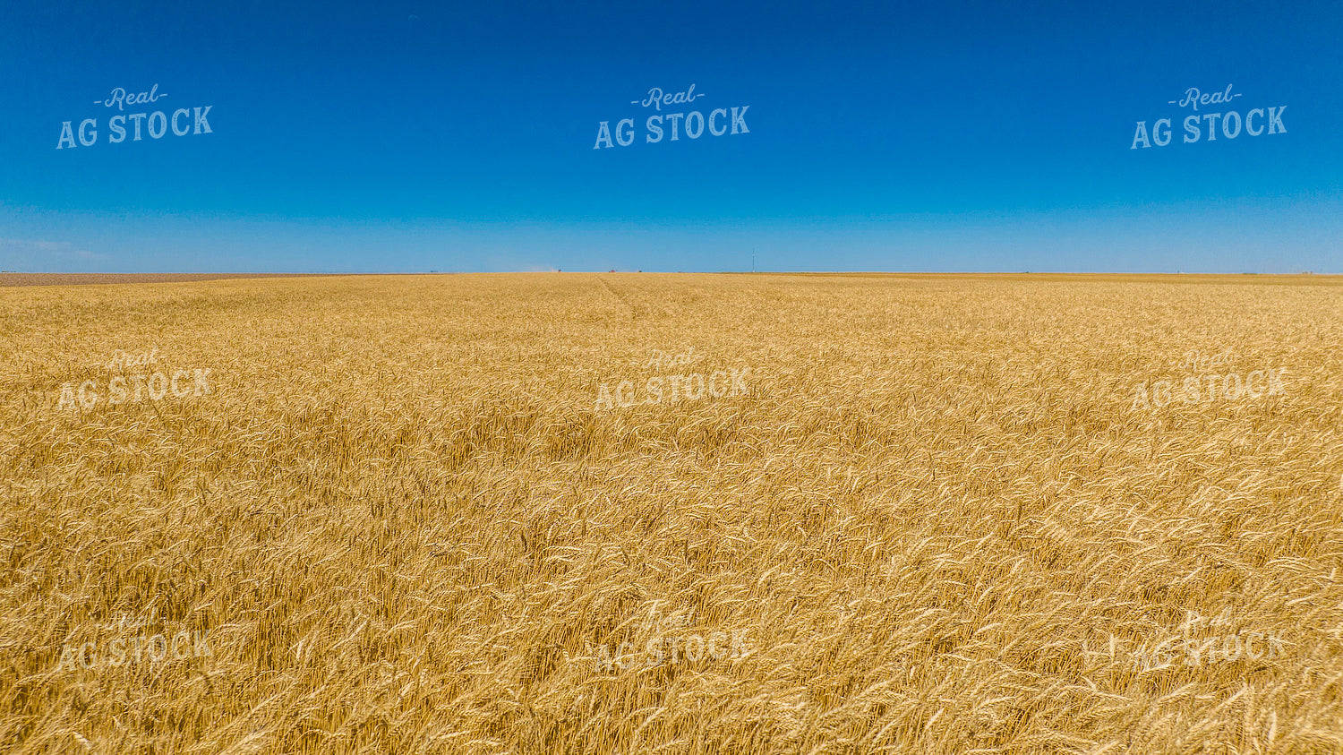 Dried Wheat Field 199063