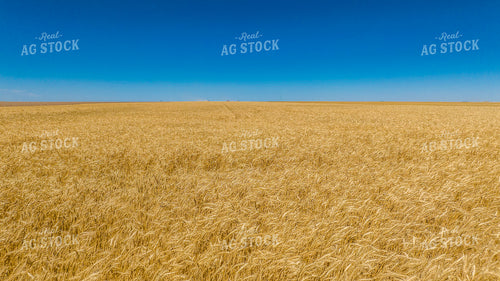 Dried Wheat Field 199063