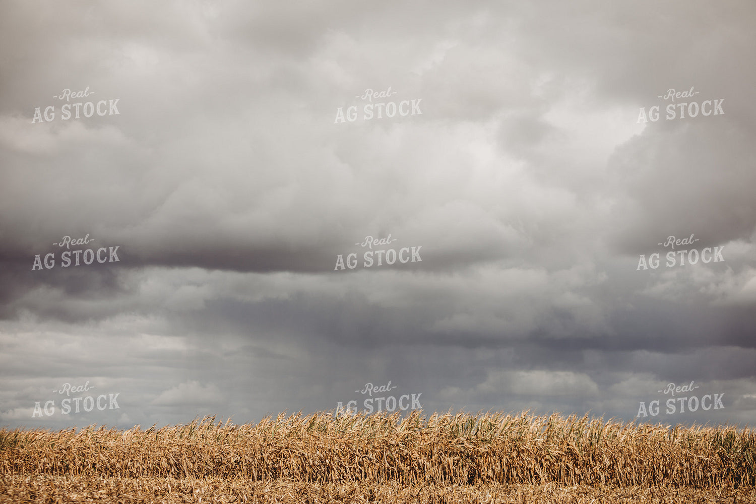 Dry Corn and Stormy Cloudy Sky 3317