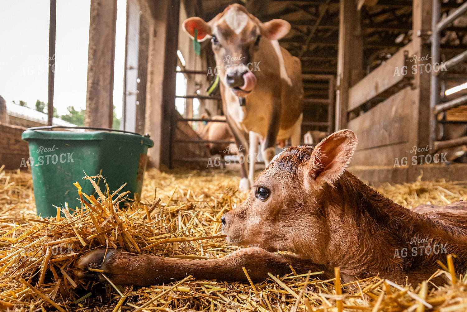 Newborn Jersey Calf 270251