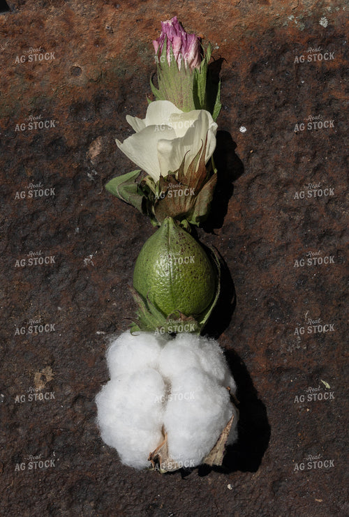 Cotton Growth Stages 149068