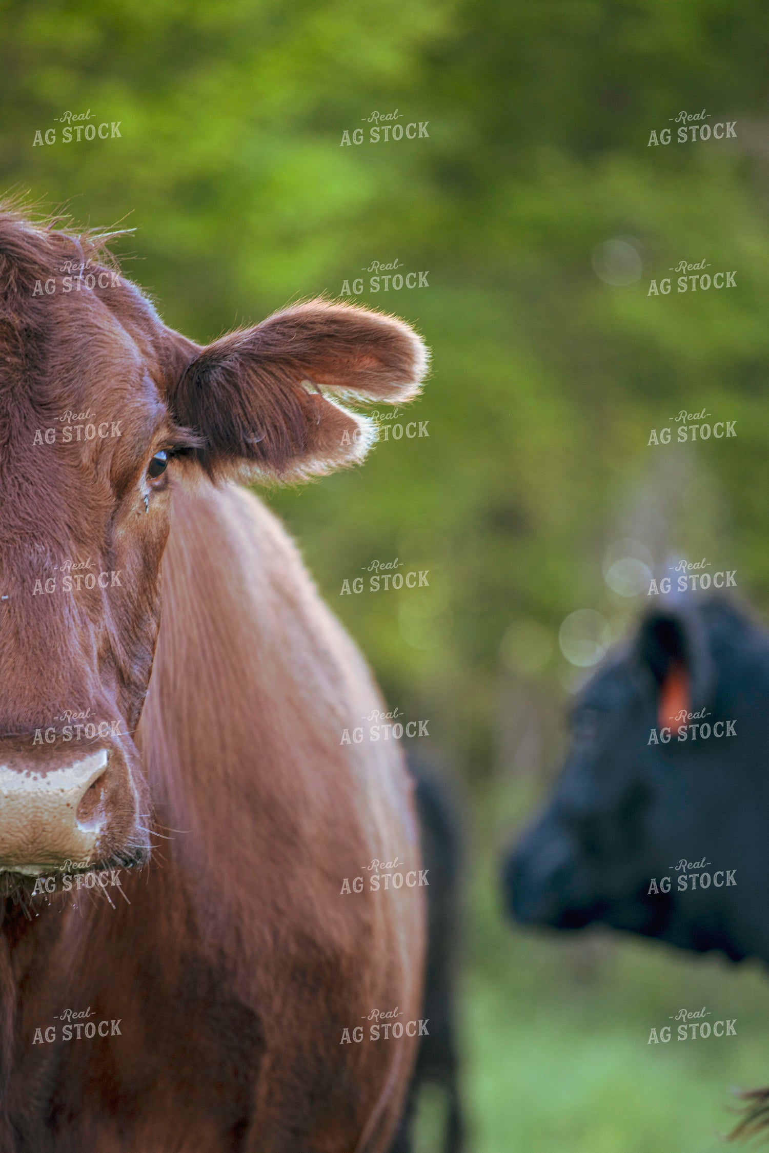 Cattle Close Up 160355