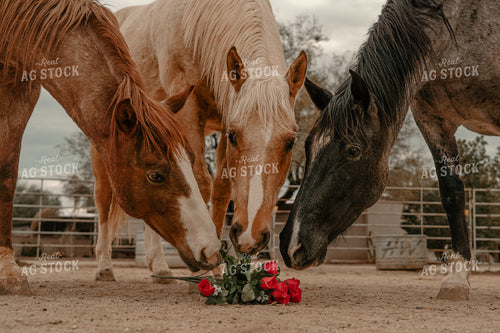 Horses Smelling Roses 58298