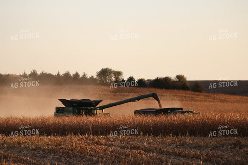 Corn Harvest 82102