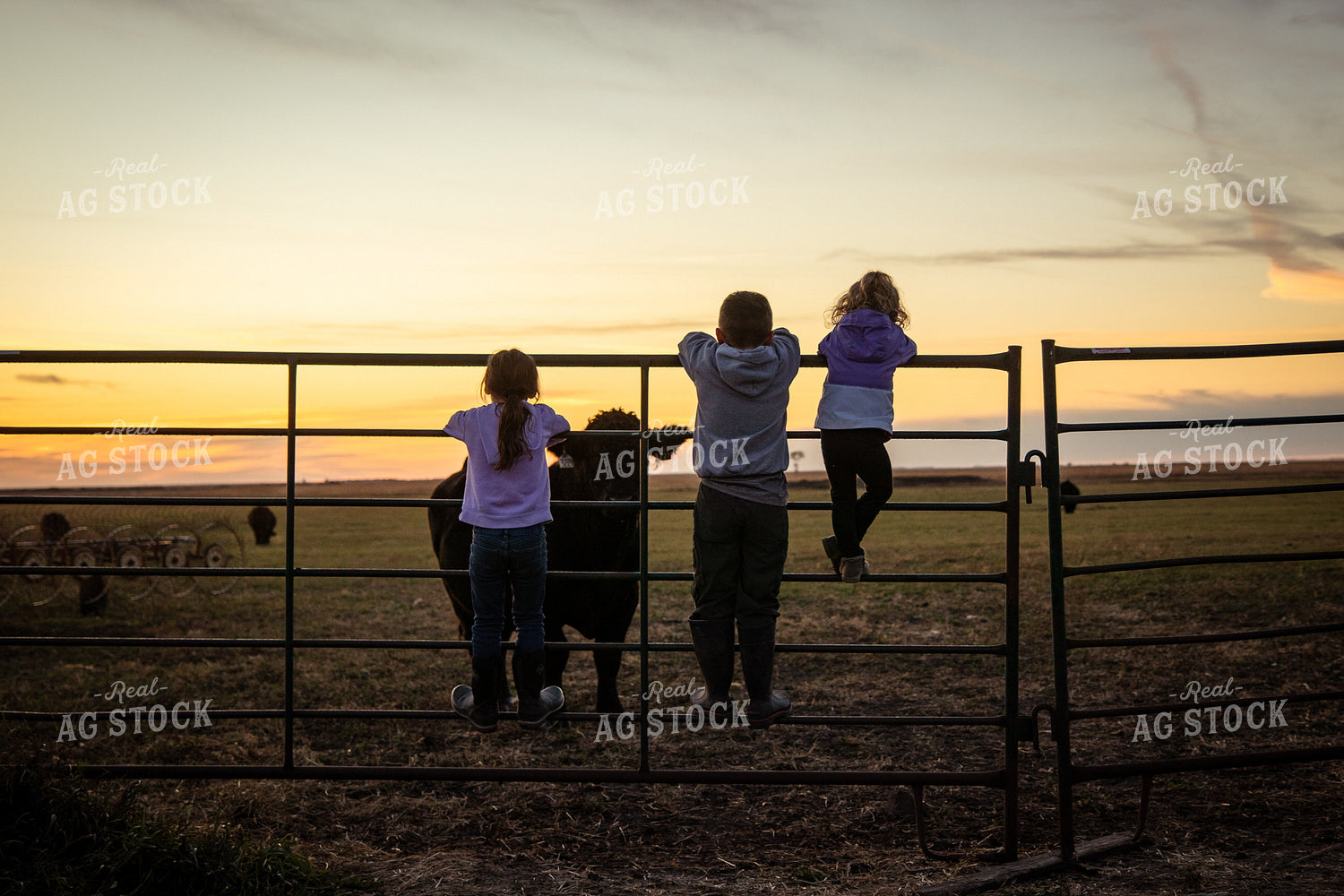 Farm Kids Checking Cattle 268258