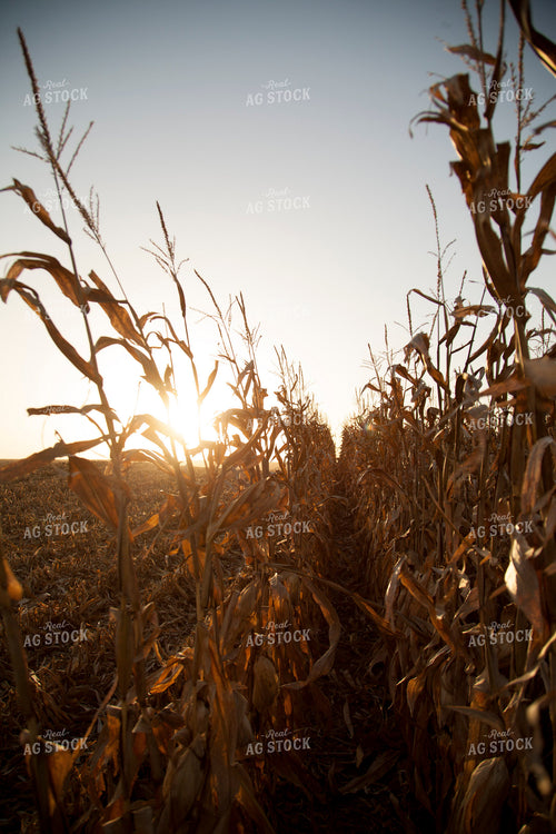 Corn - Dry 1341