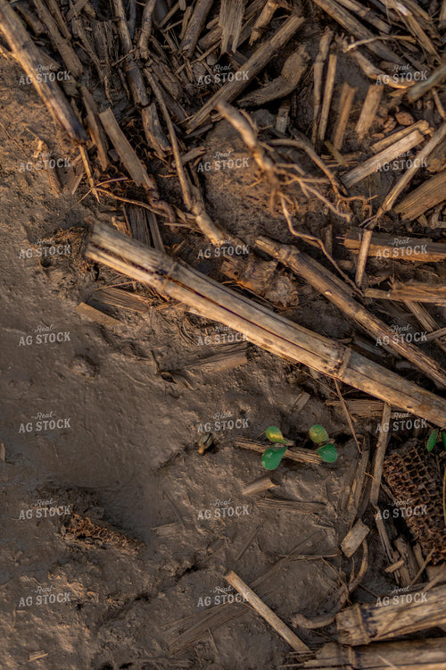 Early Season Soybeans 93267