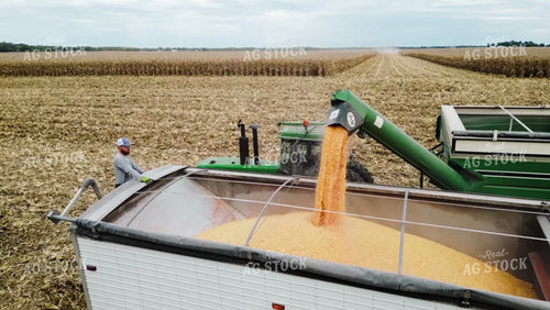 Corn Harvest 115197