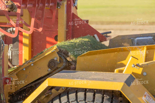 Sod Harvest 291026