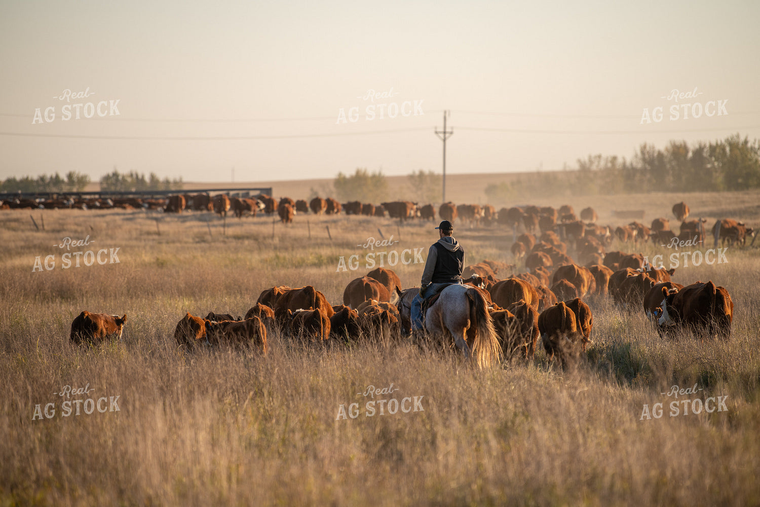 Rancher Herding Cattle on Horseback 212140