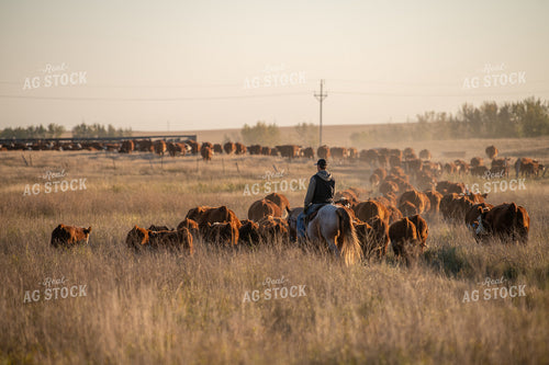 Rancher Herding Cattle on Horseback 212140