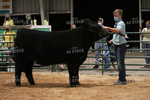 4H Cattle Show with Masks 52049