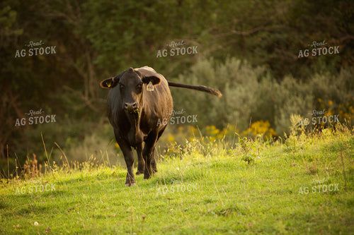 Cattle 2416