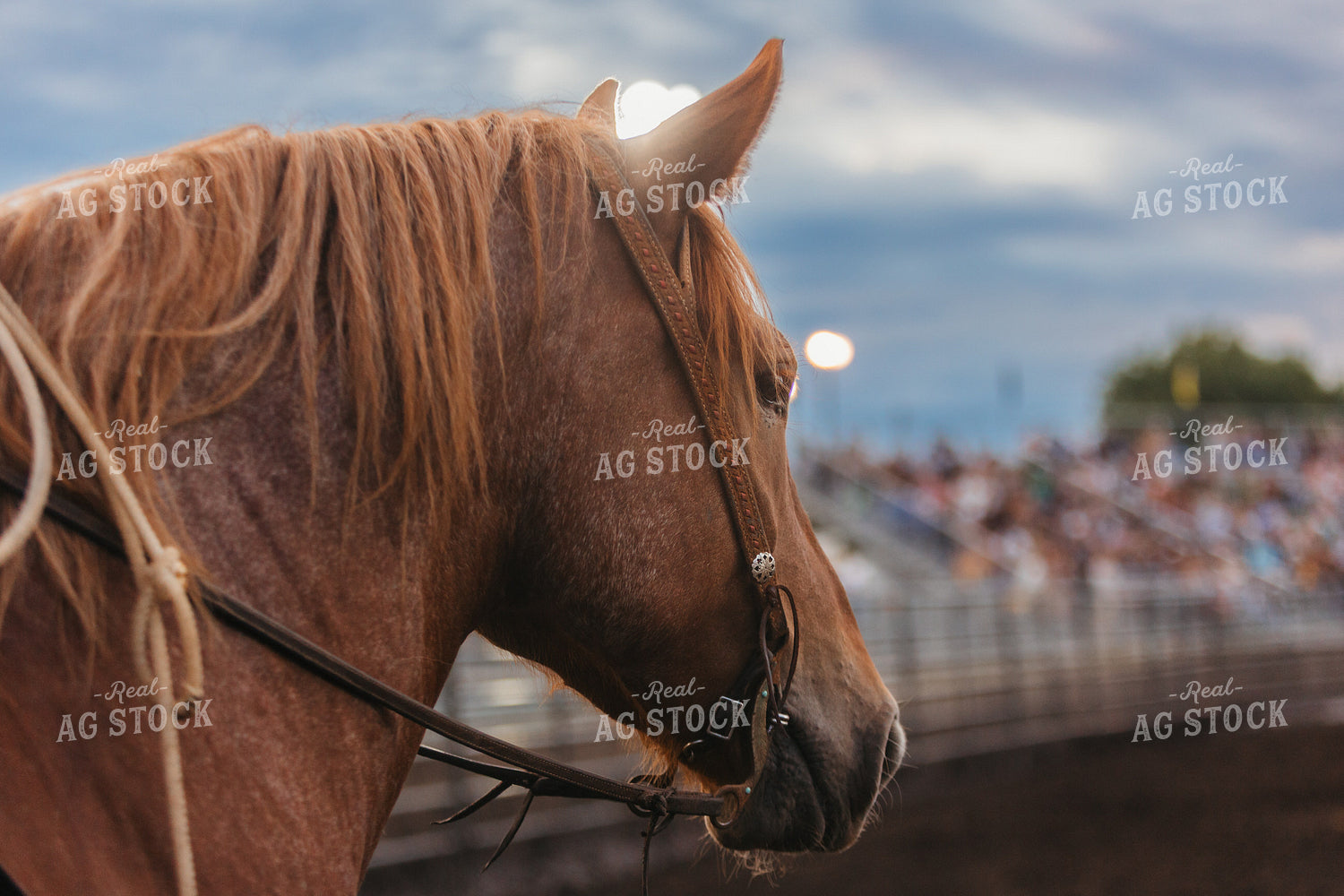 Horse 174056