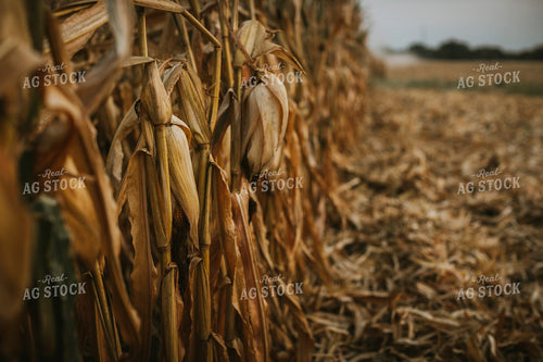 Dry Corn Field 5272